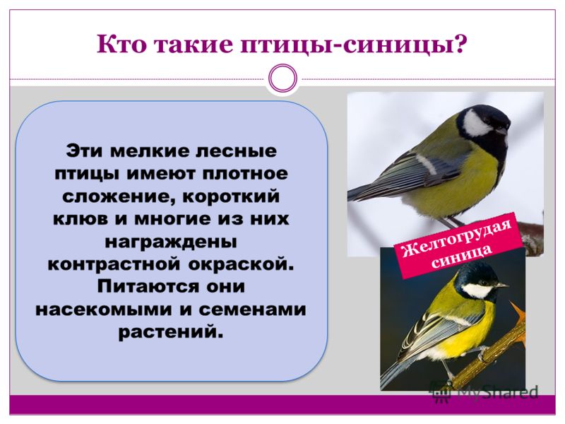 Что За Птица По Фото Загрузить Что За Птица По Фото Загрузить