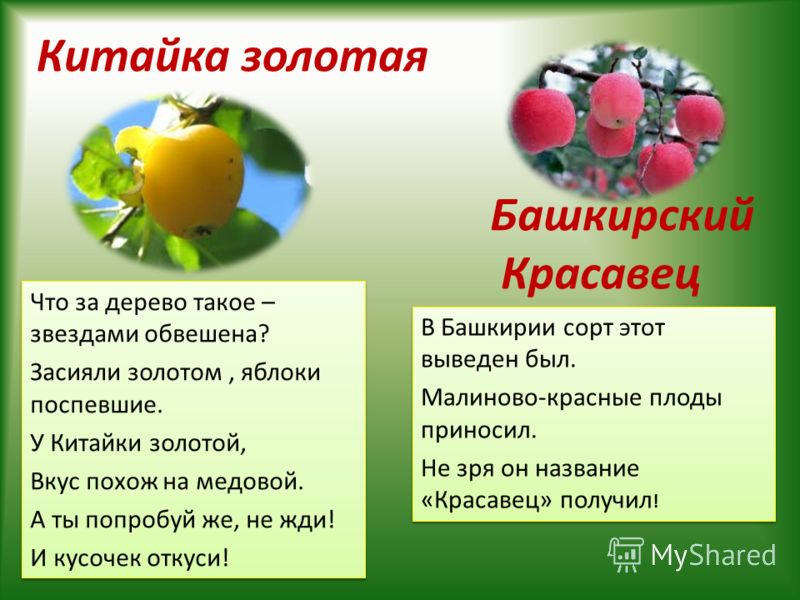 Яблоки красные сорт название Яблоки красные сорт название