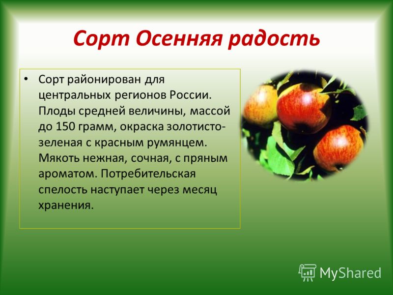 Яблони сорт осенняя радость описание фото Яблони сорт осенняя радость описание фото