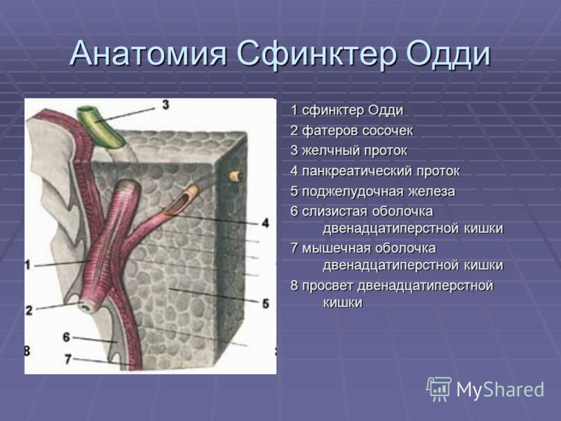 Катя Кишке Порно