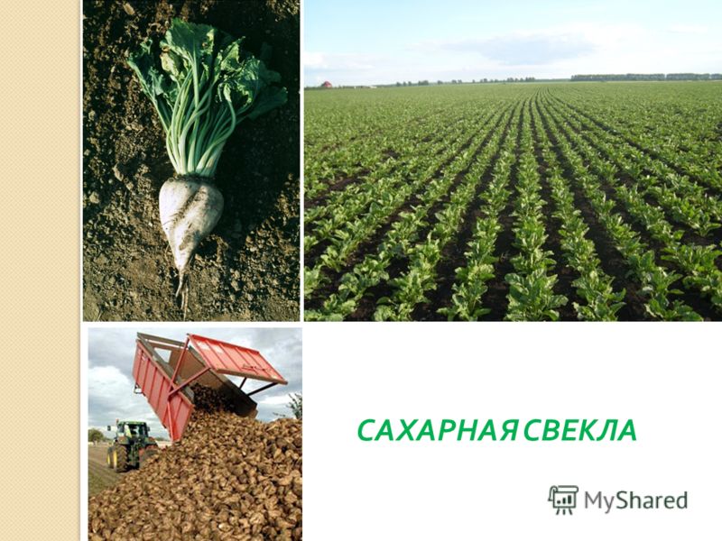 Технология выращивания сахарного буряка 4
