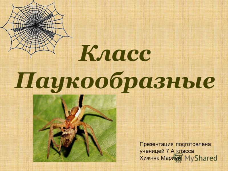 Пауки. Интересные факты - презентация онлайн