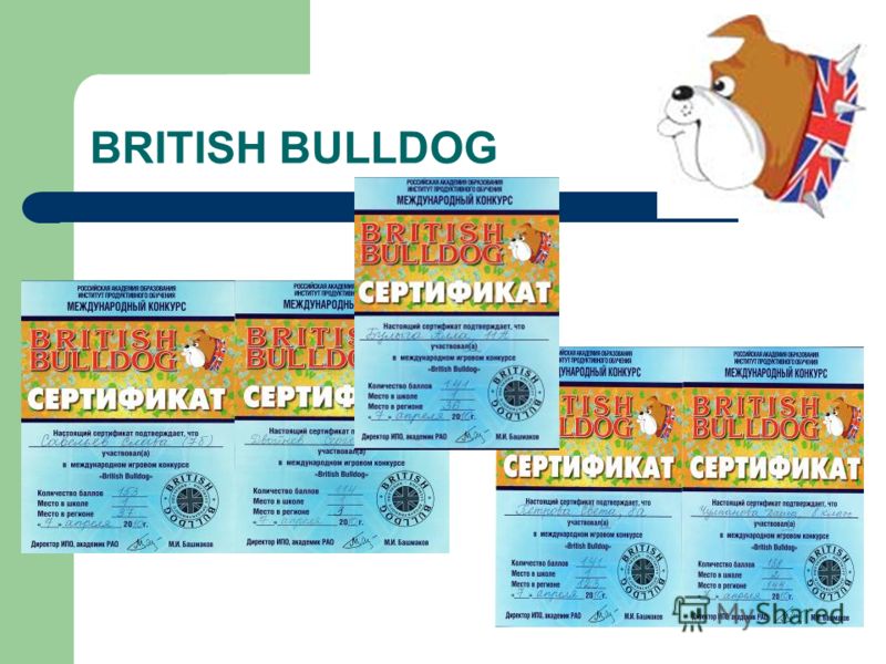 Bulldog конкурс английского Bulldog конкурс английского
