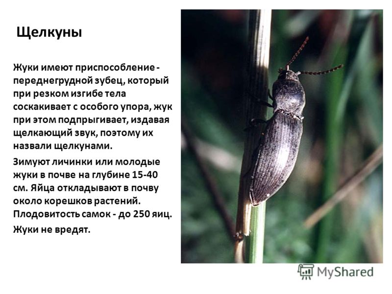 Препараты для лечения болей в спине мышцах суставах