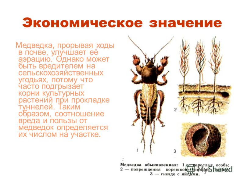 Реферат: Членистоногие. Жуки