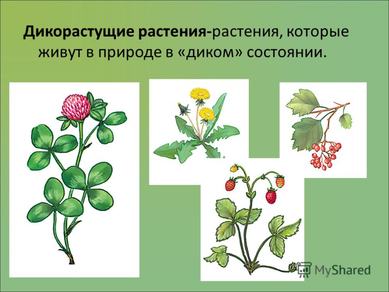 Объясните почему культурные растения не могут конкурировать с сорняками Объясните почему культурные растения не могут конкурировать с сорняками