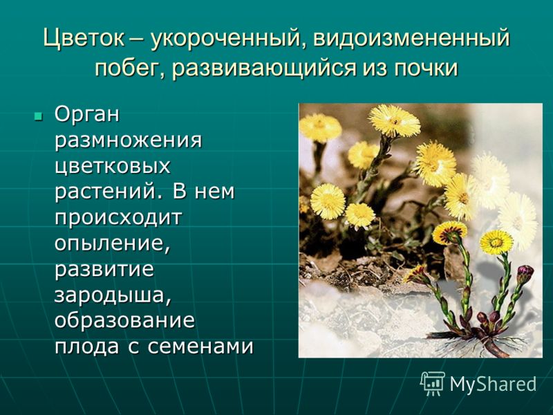 Органы побег цветок Органы побег цветок