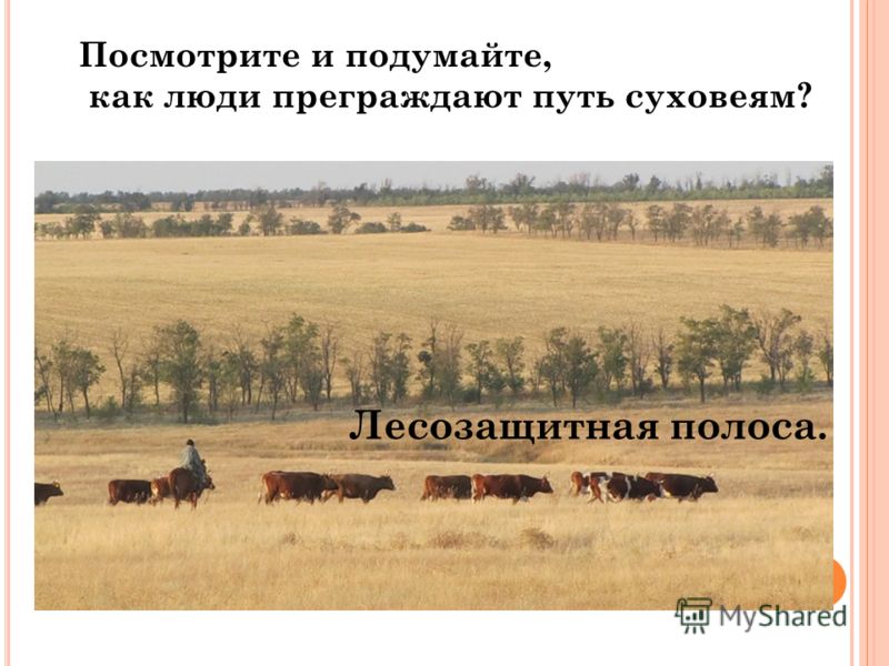 Природная зона степи программа занкова 3 класс