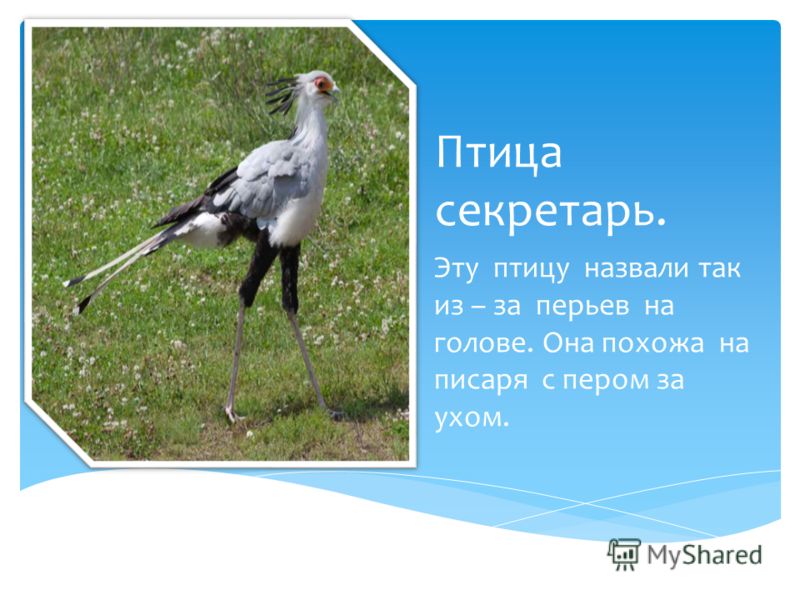 Энциклопедия Кирилла и Мефодия скачать