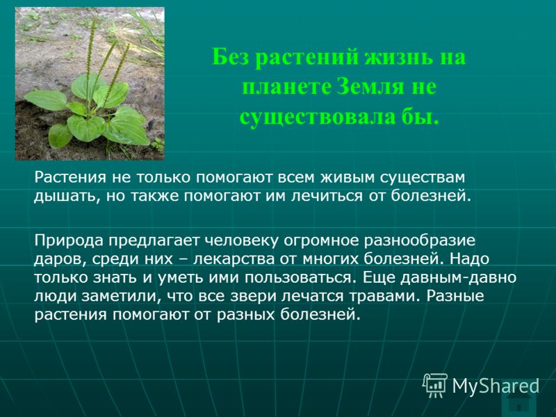 Почему растения называют зеленым чудом земли Почему растения называют зеленым чудом земли