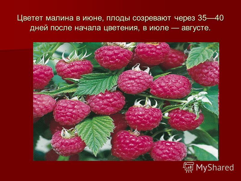 Цветок малина 127
