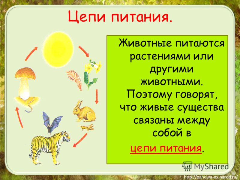 Животные связаны с растениями Животные связаны с растениями