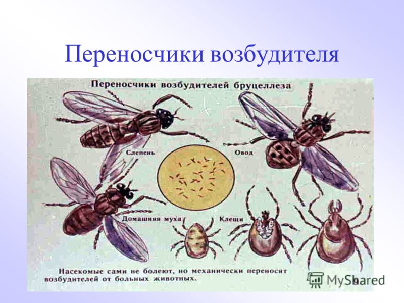 Презентация на тему "Насекомые - переносчики возбудителей болезней и паразиты" -
