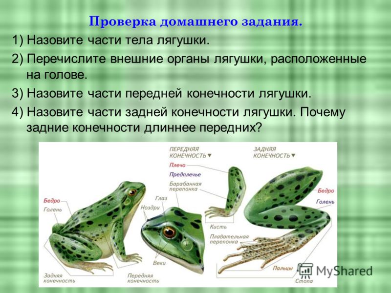 Презентация по биологии 7 класс лягушки
