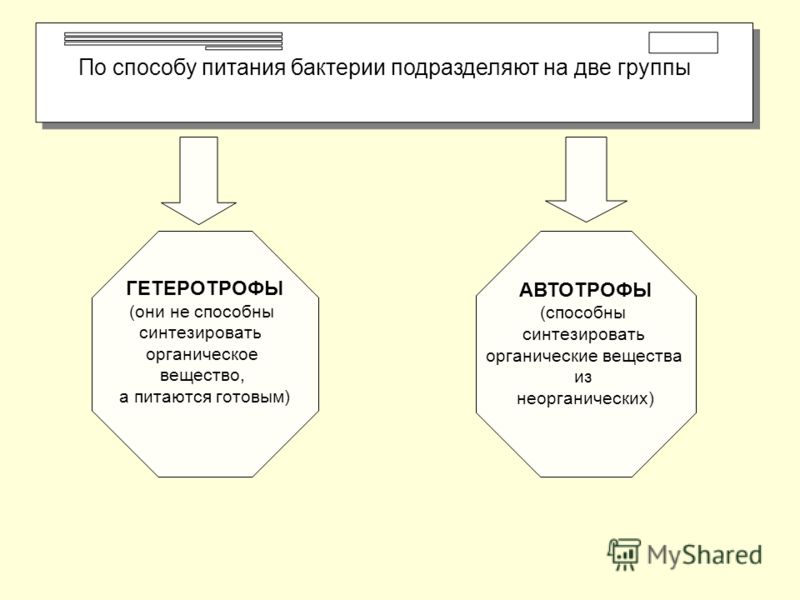 распространенные паразиты человека распространенные паразиты человека