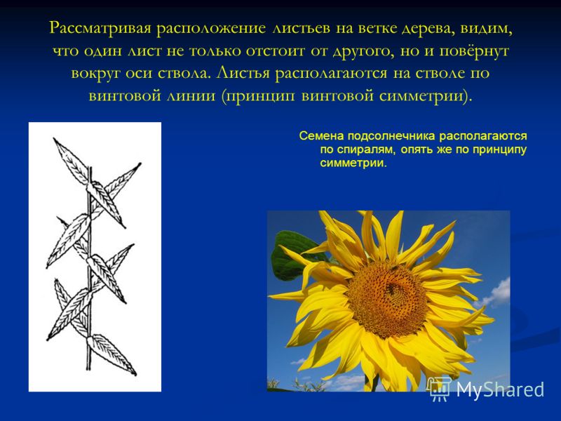 Спиральное листорасположение - Вопросы и ответы