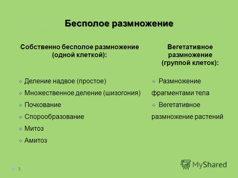 Доклад "Непрерывность жизни. Размножение и индивидуальное развитие организмов" А