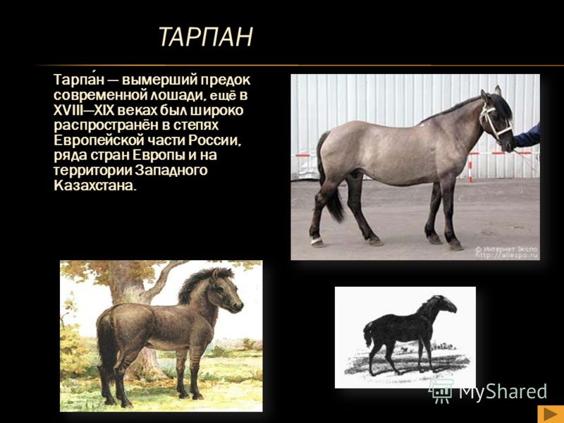 ТАРПАН ТАРПАН Тарпан вымерший предок современной лошади, ещё в XVIIIXIX веках был широко распространён в степях Европейской части России, ряда стран Европы и на территории Западного Казахстана.