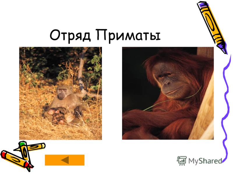 Строение зубов человека 3 класс Строение зубов человека 3 класс