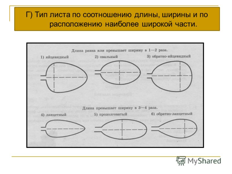Соцветие метелка - Вопросы и ответы