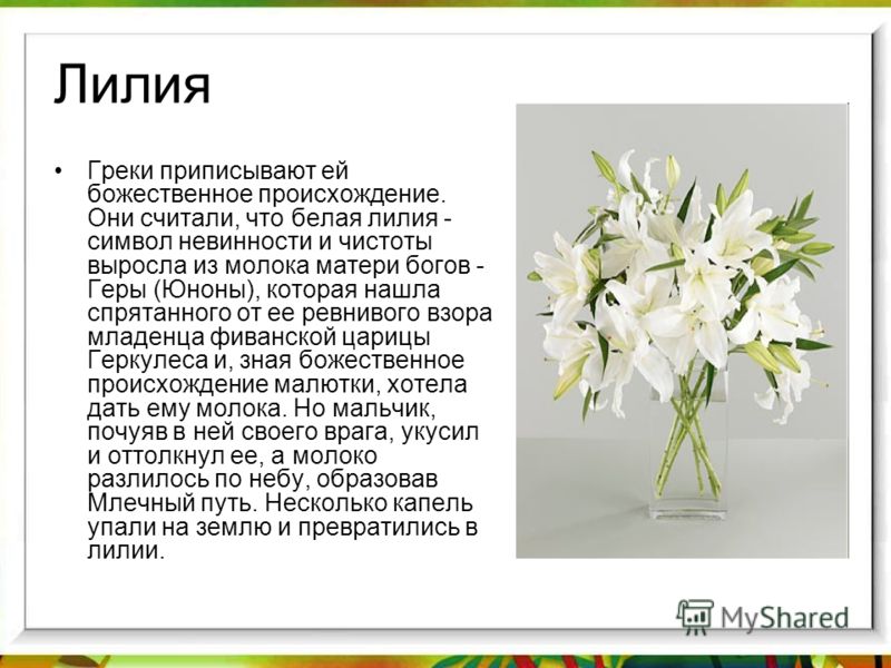 Христианский стих о лилии Христианский стих о лилии
