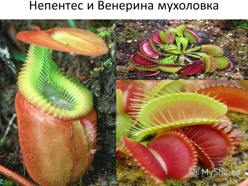 Венерина мухоловка кувшинка
