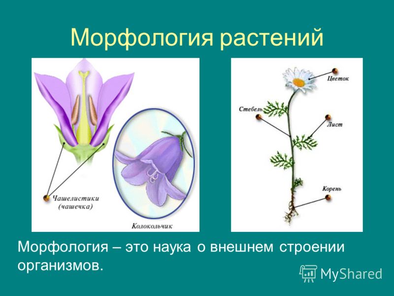 Морфология растений Морфология – это наука о внешнем строении организмов.
