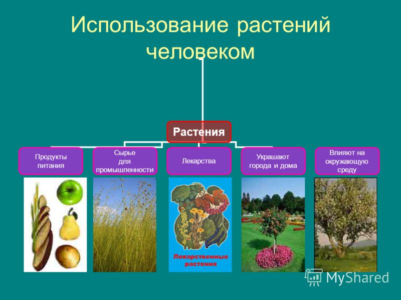 Схема что дают растения животным и растениям Схема что дают растения животным и растениям