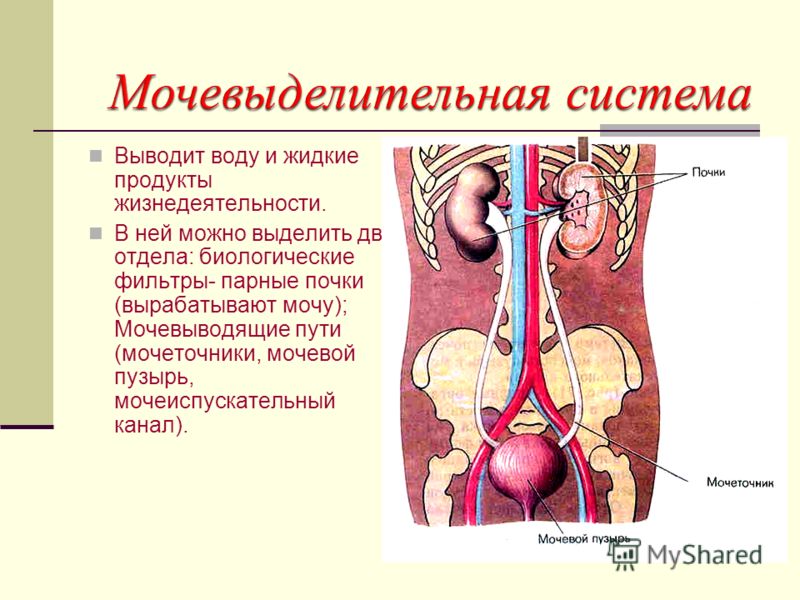 Системы органов и их уход Системы органов и их уход