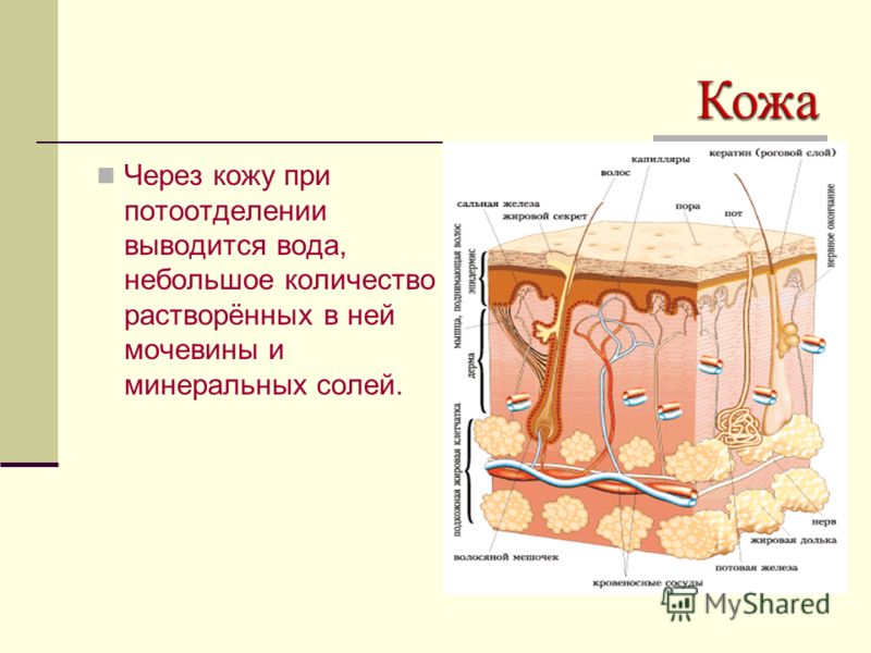 Кожа это система органов Кожа это система органов