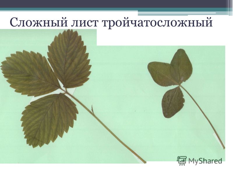 Тройчатый лист примеры растений