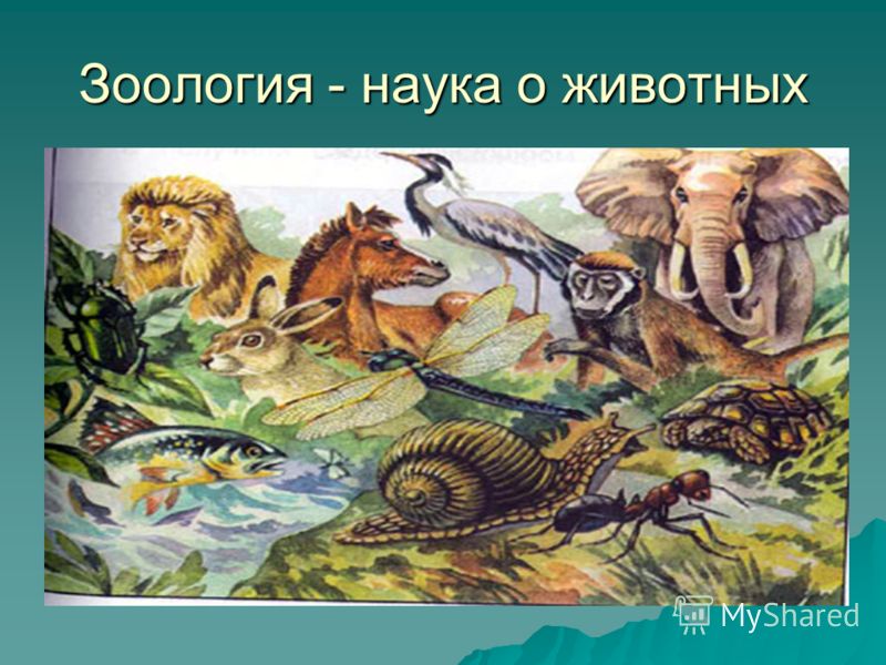 Реферат разнообразие мира животных 1262