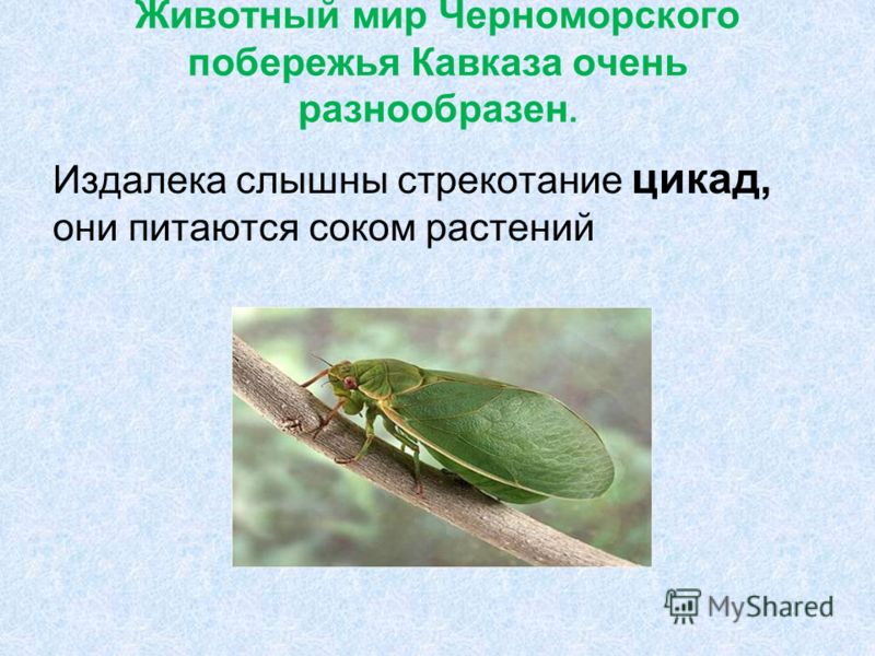 Животный мир Черноморского побережья Кавказа очень разнообразен. Издалека слышны стрекотание цикад, они питаются соком растений