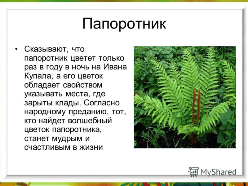 Цветок колокольчики уход и посадка фото Цветок колокольчики уход и посадка фото