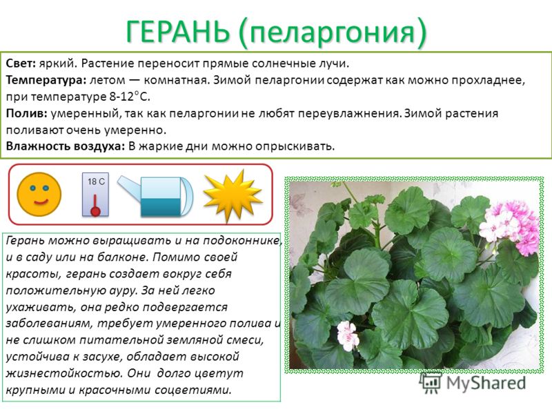 Описание ухода за геранью Описание ухода за геранью