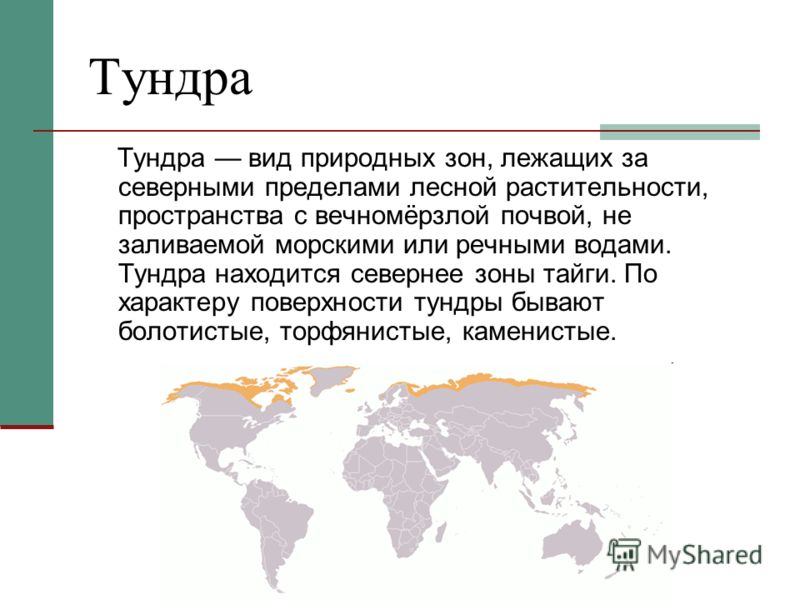 Где находится тундра? - Узнай где находится… всё!