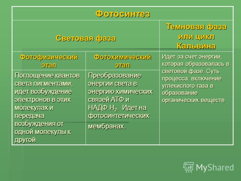 Таблица по биологии за 10 класс фазы фотосинтеза