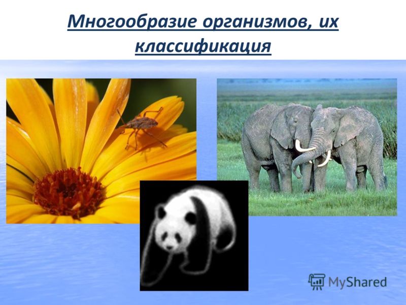 Проект разнообразие организмов и их классификация