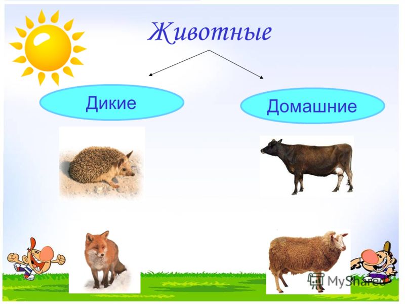 Фото Животные И Окружающий Мир