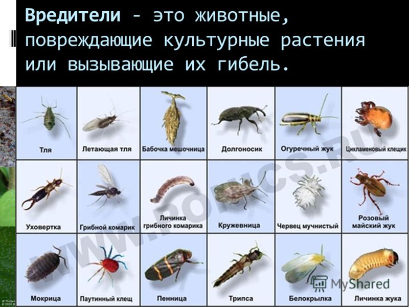 Комнатные Насекомые Фото Комнатные Насекомые Фото