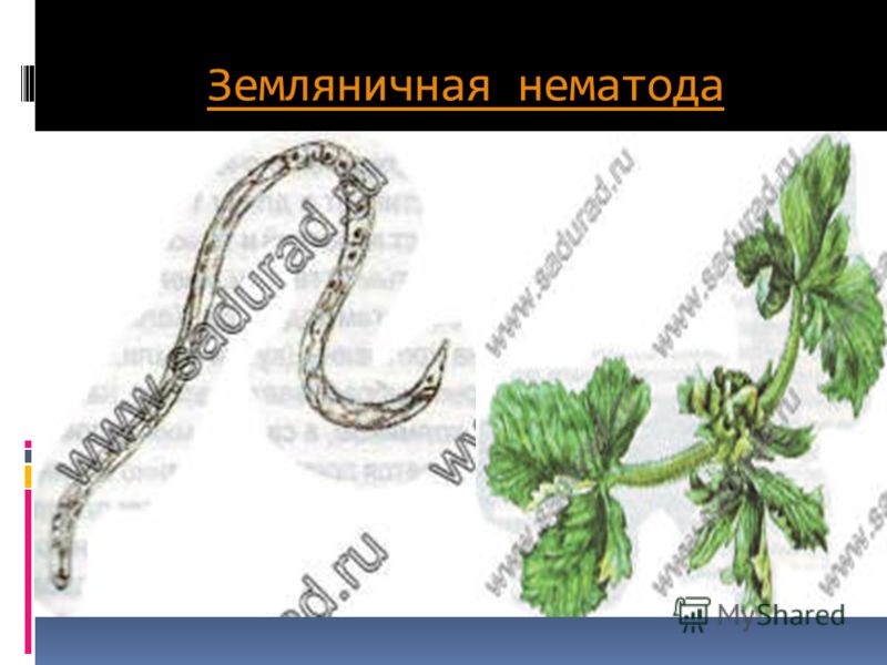 Гол боль форум