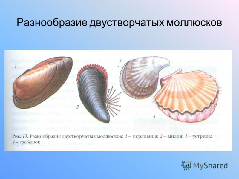 Особенности строения и многообразие типа Моллюски