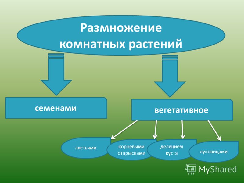 Схема размножений растений Схема размножений растений