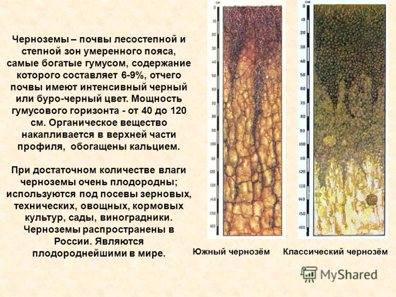 Чернозёмные где находится Чернозёмные где находится
