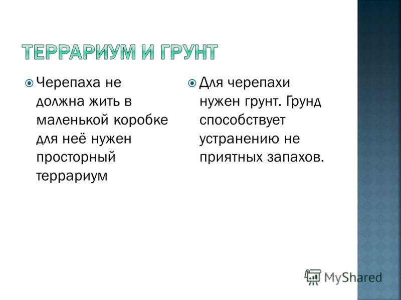 Грунт в террариум для черепахи Грунт в террариум для черепахи