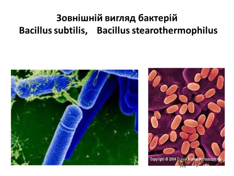 Зовнішній вигляд бактерій Bacillus subtilis, Bacillus stearothermophilus