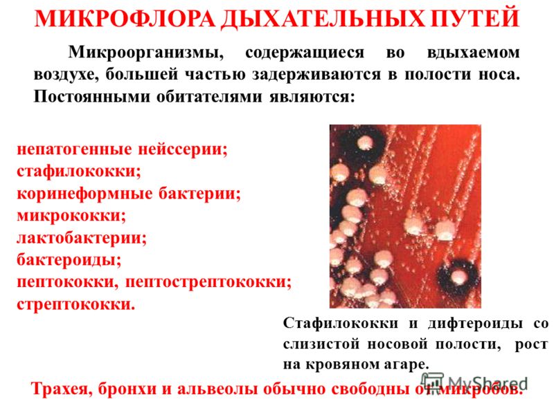 Как лечить дисбактериоз верхних дыхательных путей Как лечить дисбактериоз верхних дыхательных путей