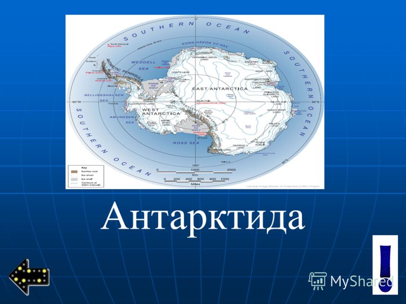 Шаблон Антарктида Распечатать