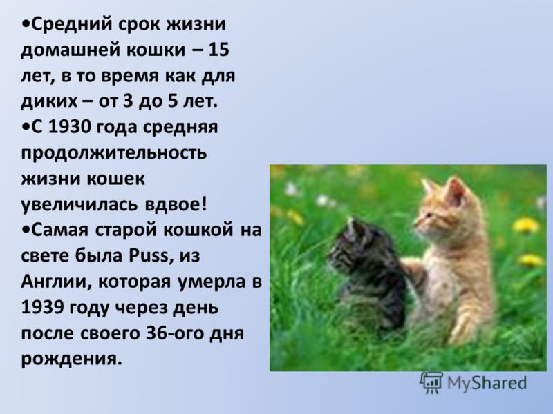 Средняя продолжительность жизни кошек в домашних условиях Средняя продолжительность жизни кошек в домашних условиях