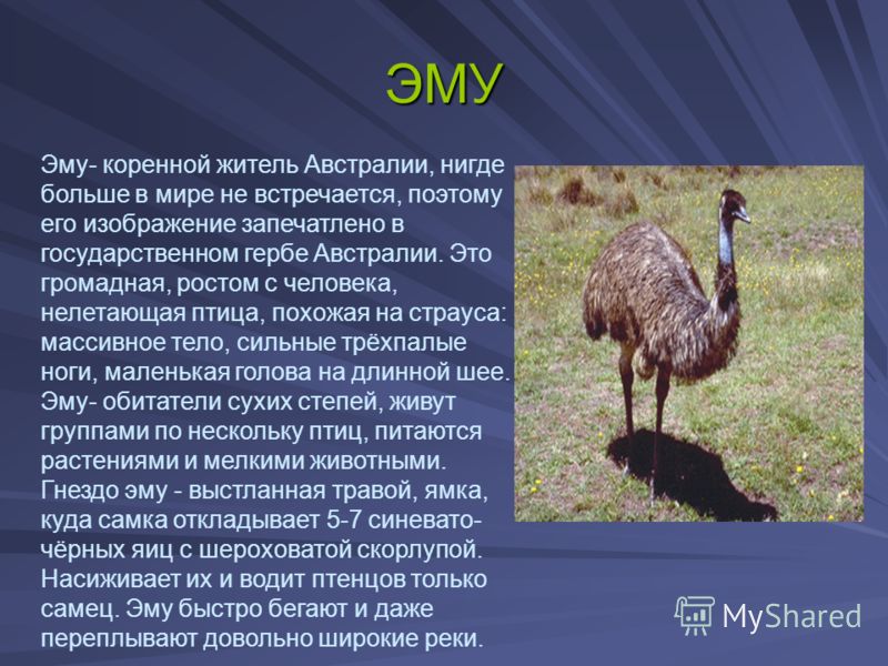 необычные животные мира с описанием с картинками презентация подразделяют следующие основные